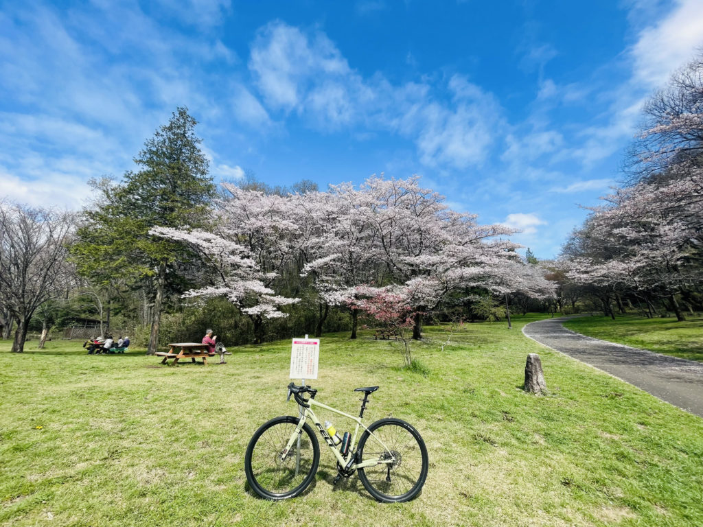 阿部先生の自転車日記～春と言えば桜！桜並木を走ってルンルンです～